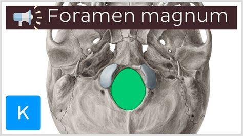 pronounce foramen.